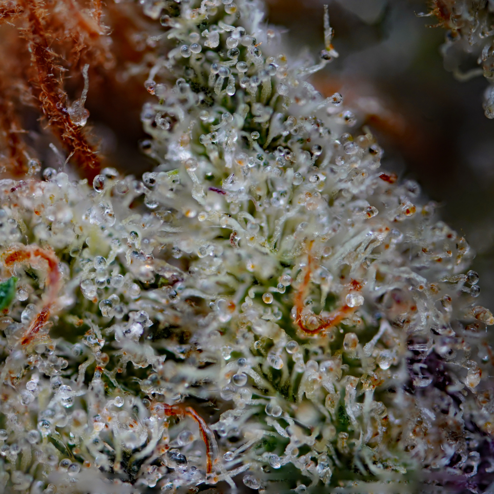 2-Dec-06-2023-11-47-52-6335-PM